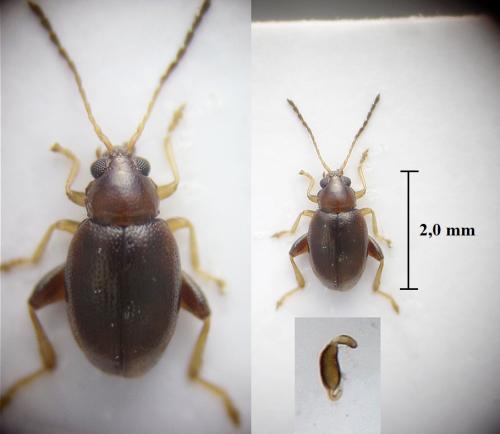 Réf. 248 738 : Longitarsus fulgens
